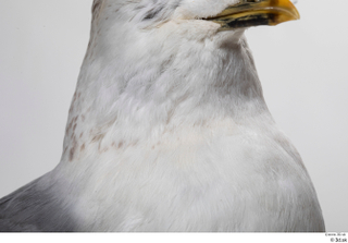 Common gull Larus Canus neck 0001.jpg
